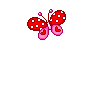 Butterfly Picture