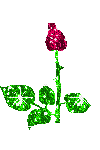 Rose Picture